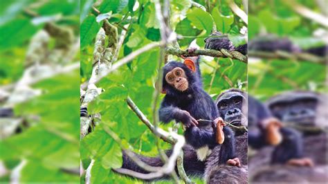 Why chimps and gorillas form rainforest friendships