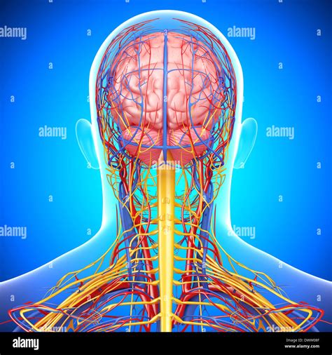 Nervous system drawing Stock Photo - Alamy