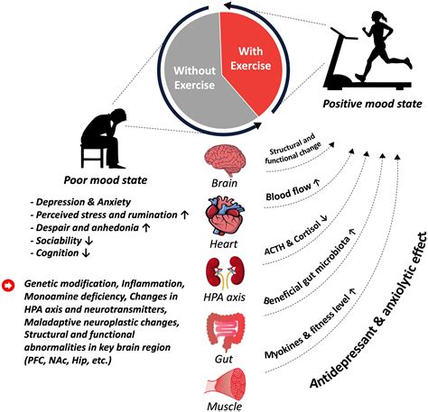 Frontiers | Exercise as an antidepressant: exploring its therapeutic potential