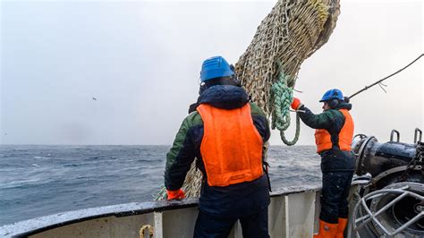 В России проверили пробы рыбы, добытой после сброса воды с "Фукусимы ...