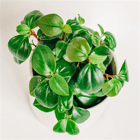 50 Peperomia varieties that showcase the beauty and diversity of this ...