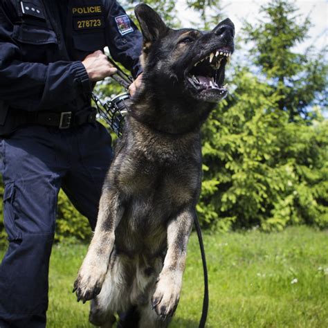 German Shepherd Police Dog Breeds German Shepherd Dog Breed Guide