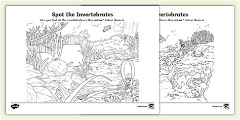 Spot the Invertebrates Worksheet - Science - KS2