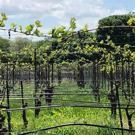 Happy Valley Vineyard & Winery