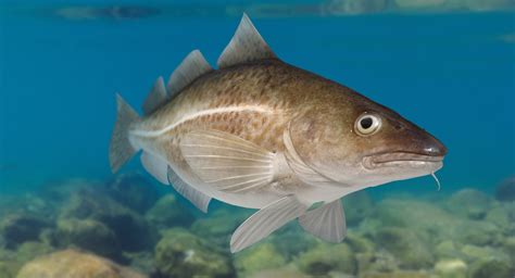 Cod Animation 的图像结果