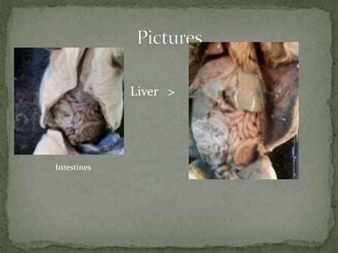 Image result for Fetal Pig Dissection Lab