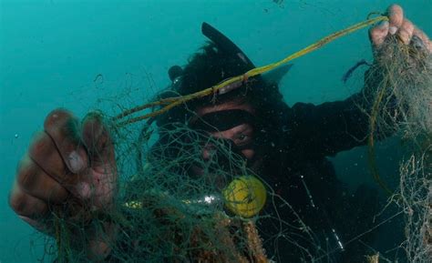 Image result for Extinct Sea Creatures