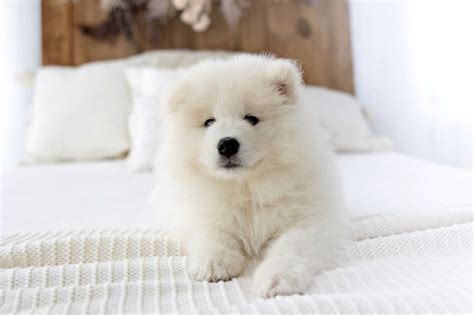 How Much Does a Samoyed Cost? (2026 Updated)