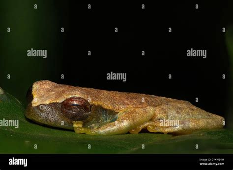 Image result for Small Tree Frog