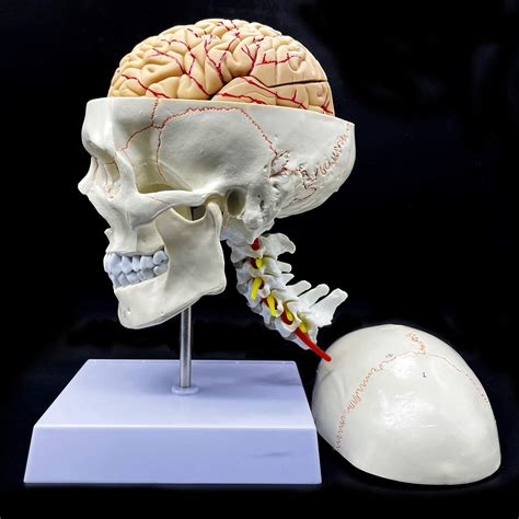 Buy Human Skull with Brain and Cervical Vertebra Anatomical Model Life ...