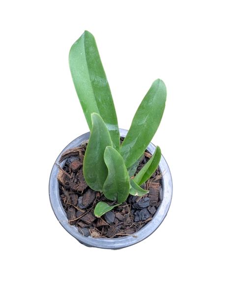 Cattleya Orchid Hybrid George Suzuki Seedling Size