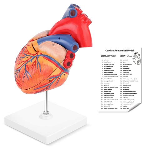 Buy LYOU Human Heart Model, 2-Part Life Size Anatomically Accurate ...