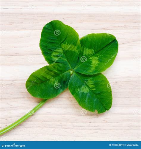 Four-leaf Clover. a Plant with 4 Leaves Stock Image - Image of fortune ...