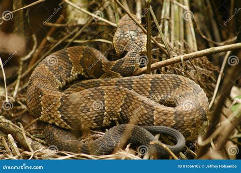 Water Moccasin or Cottonmouth Snake in South Florida. Stock Photo ...
