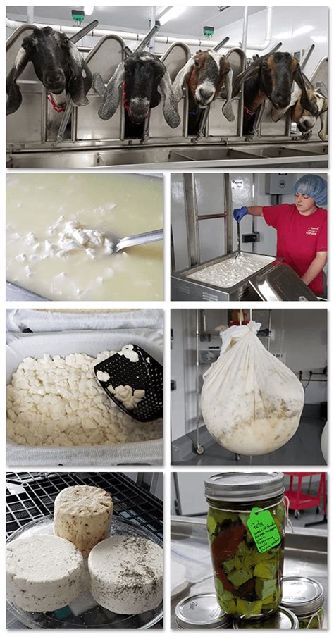 Process of Making Cheese 的图像结果