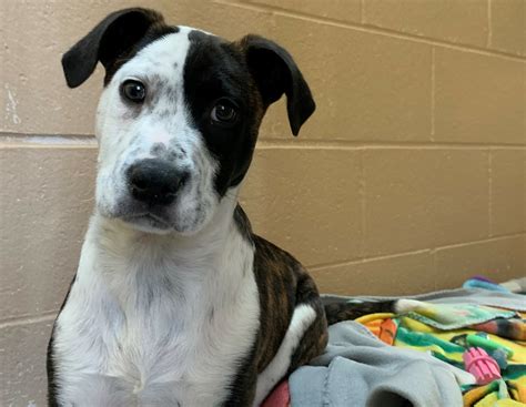 Dane County Humane Society | What is Adopter's Remorse?