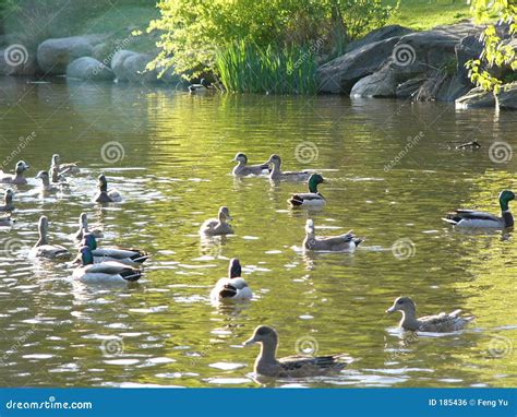 Ducks and pond stock photo. Image of tree, botanical, green - 185436