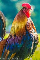 Image result for Good Morning with Chickens
