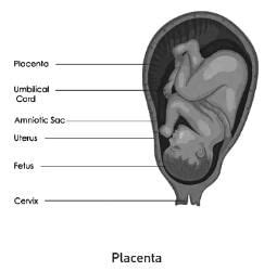 Placenta (Structure, types and functions of placenta) - Zoology Optional