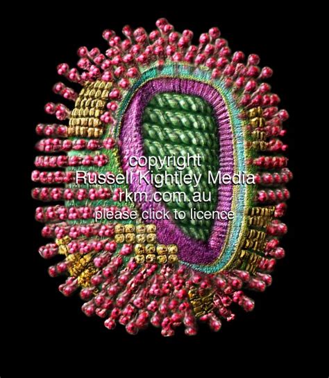 Virus Structure Animation 的图像结果