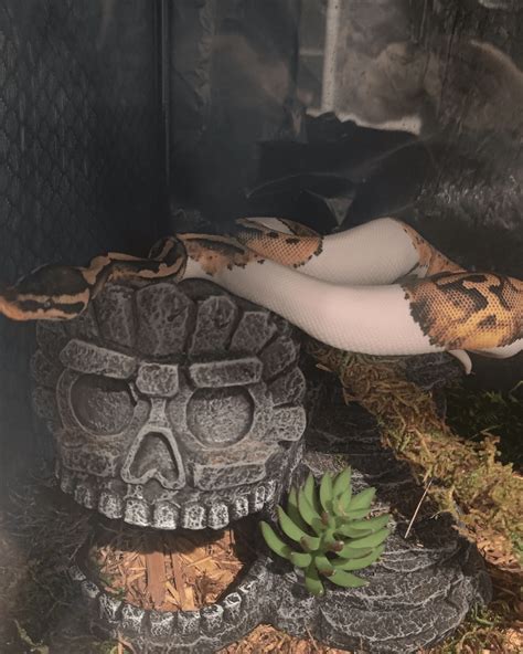 Image result for Ball Python 1 Minute