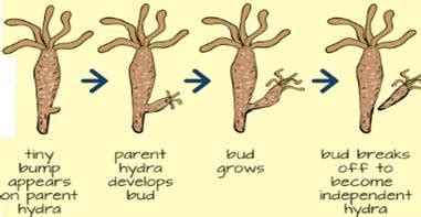 Explain budding in Hydra with the help of labeled diagrams only.