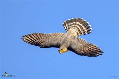 Image result for Merlin In-Flight