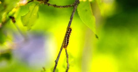 Image result for Moth Rash