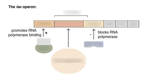 Image result for Positive Und Negative Regulation Lac Operon Chart