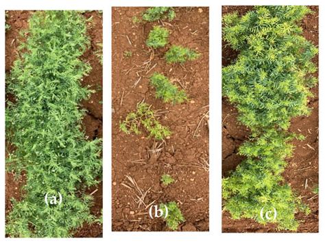 Assessing the Stability of Herbicide-Tolerant Lentil Accessions (Lens ...