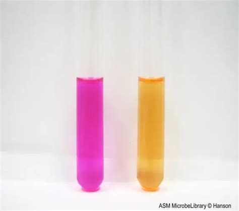 Image result for Urease Pronounce