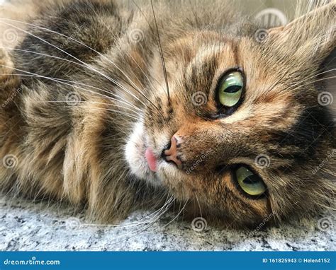 Long Haired Calico Cat Close Up Stock Image - Image of gray, green ...