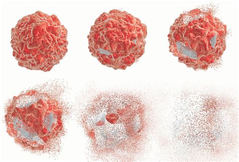 Image result for Cell Death Programed