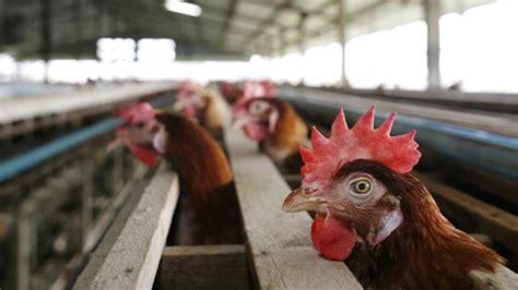 Uttar Pradesh Closes Zoos Amid Bird Flu Scare