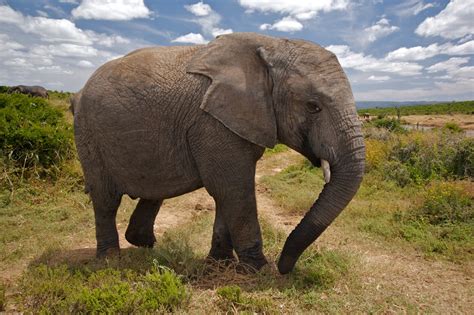 Image result for Python Elephant