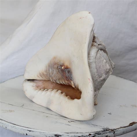 Image result for Ancient Tiger Shell