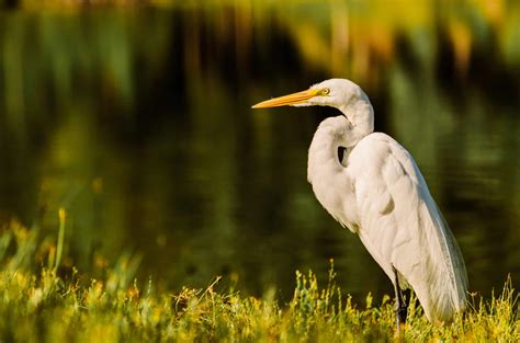 Top 10 Animals and Wildlife in the Everglades - Animals Around The Globe