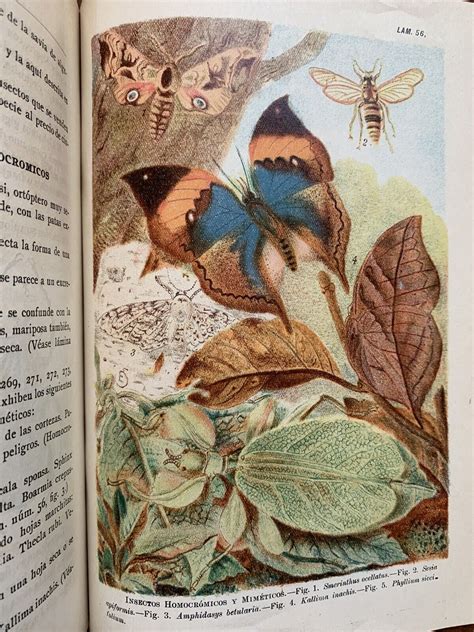 La Coleccion De Los Aracnidos, Miriapodos E Insectos | Ubuy India