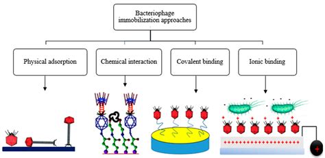 Bacteriophage-Based Biosensors: A Platform for Detection of Foodborne ...