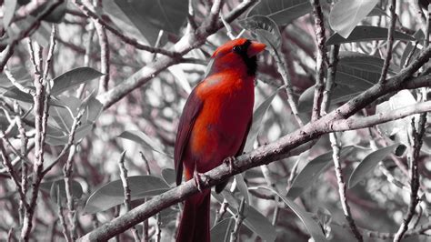 cardinal, bird, branches, color, red, 4k HD Wallpaper
