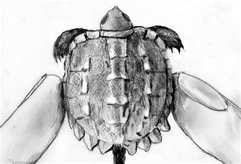 Snapping Turtle Age Chart 的图像结果