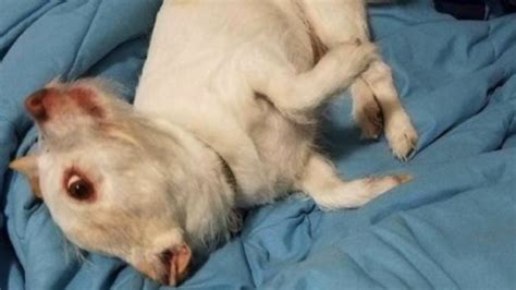 La imagen que ha descolocado a medio Twitter: ¿qué animal es ese?