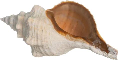 Image result for Shell Anklets