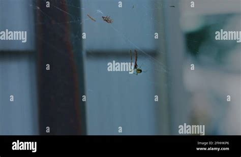 Image result for Spider Web Distroy