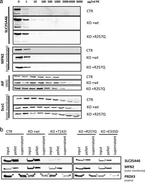 Slc46 Structure 的图像结果