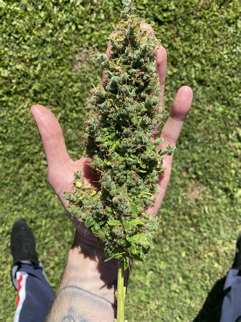 Foxy lady : r/cannabiscultivation