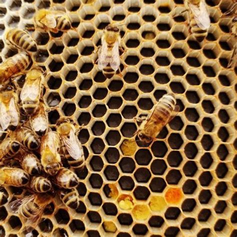 Ancient grains: Are farro, quinoa, amaranth, and more healthier choices?