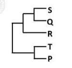 The following figure shows the phylogeny of insect