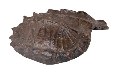 Image result for Alligator Snapping Turtle Shell