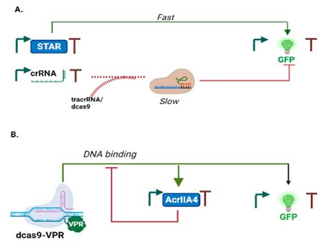 Feedforward Loops: Evolutionary Conserved Network Motifs Redesigned for ...